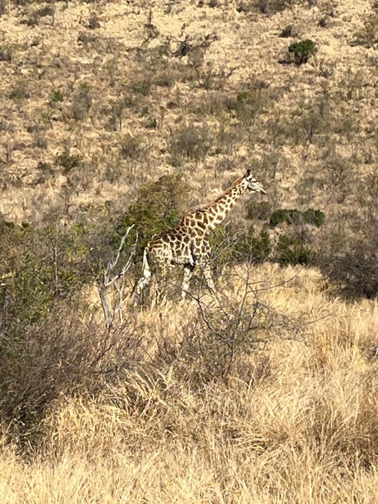 A giraffe walking through dry grassland with sparse bushes in the background.