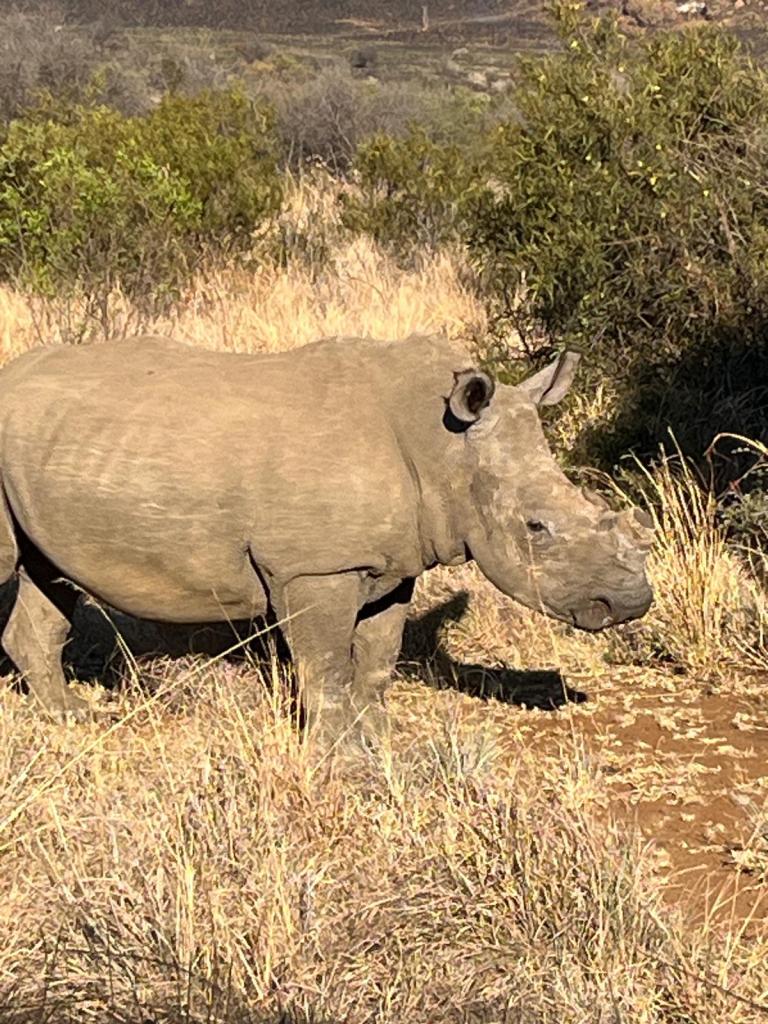 A rhinoceros standing in a grassy area with sparse vegetation and hills in the background.