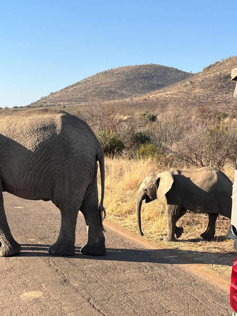 A female elephant standing on a road with a baby elephant nearby, set against a backdrop of dry grass and mountains under a clear blue sky.