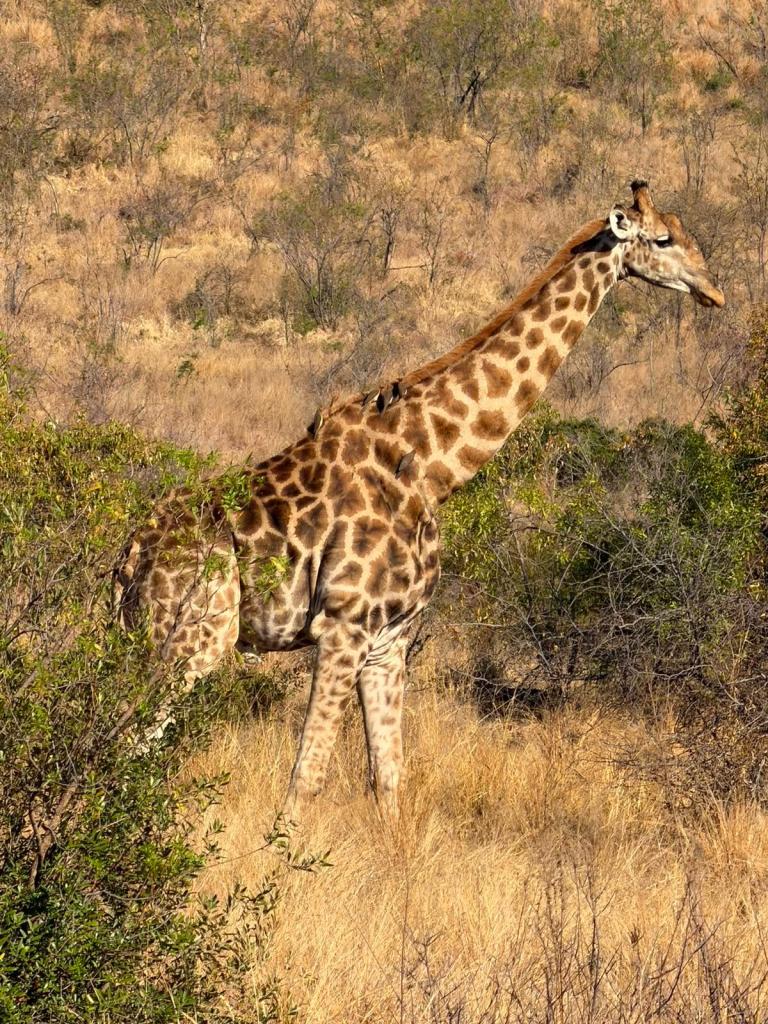 A giraffe standing among dry grass and sparse bushes in a natural setting.