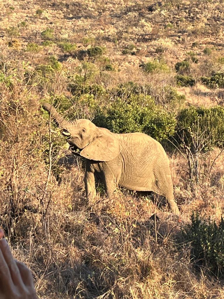 A wild elephant standing in a grassy area, with its trunk raised and surrounded by bushes and trees.