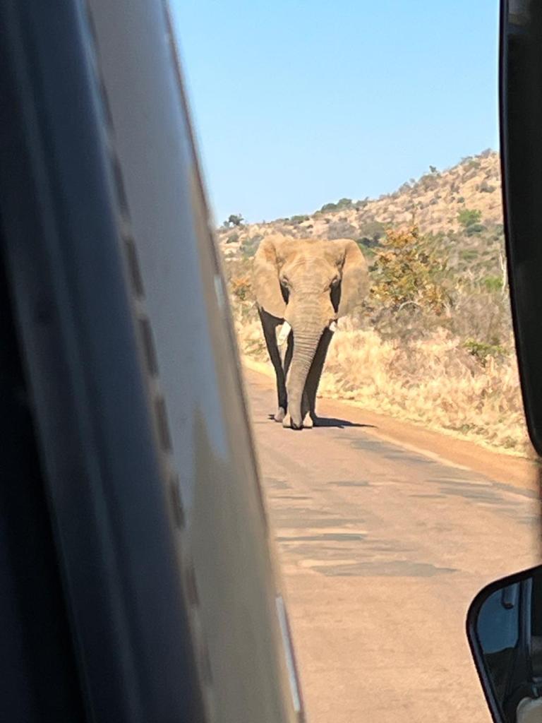 An elephant walking down a road surrounded by dry grass and hills, viewed from inside a vehicle.