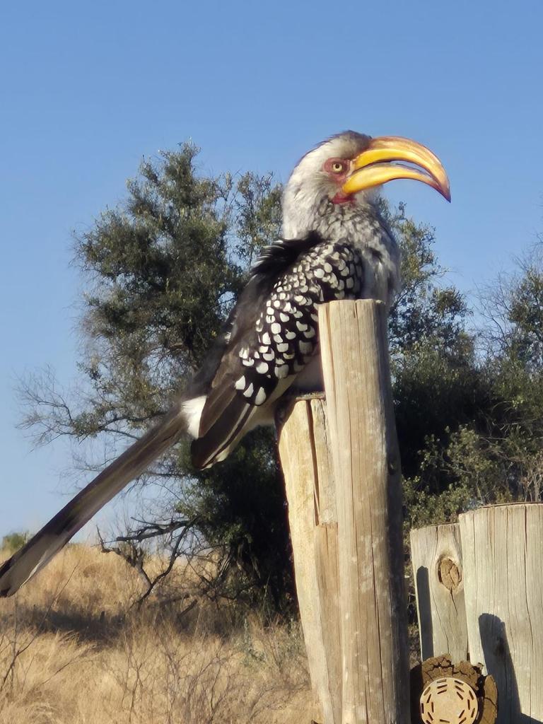 A hornbill perched on a wooden post, showcasing its distinctive yellow and orange beak, against a clear blue sky and natural landscape.
