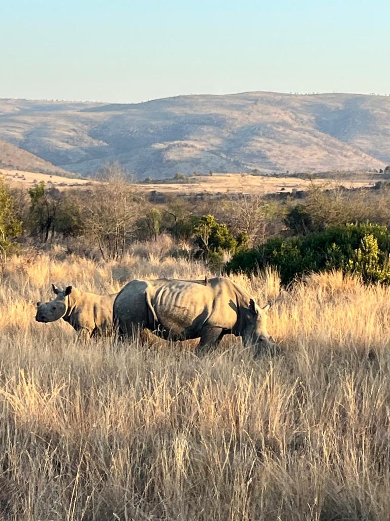 Two rhinoceroses grazing in tall grass with a hilly landscape in the background.