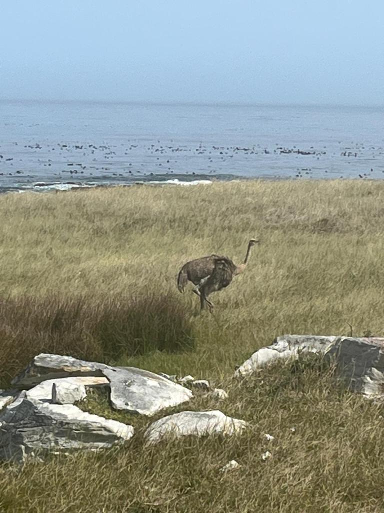 An ostrich standing in a grassy field near the ocean, with a hazy background featuring water and distant marine life.