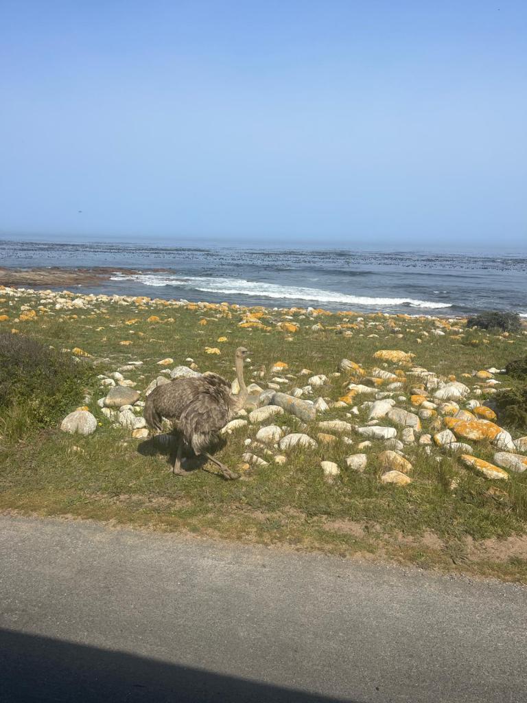 An ostrich walking on a grassy area with large rocks, near a coastline with a calm sea and a clear sky.