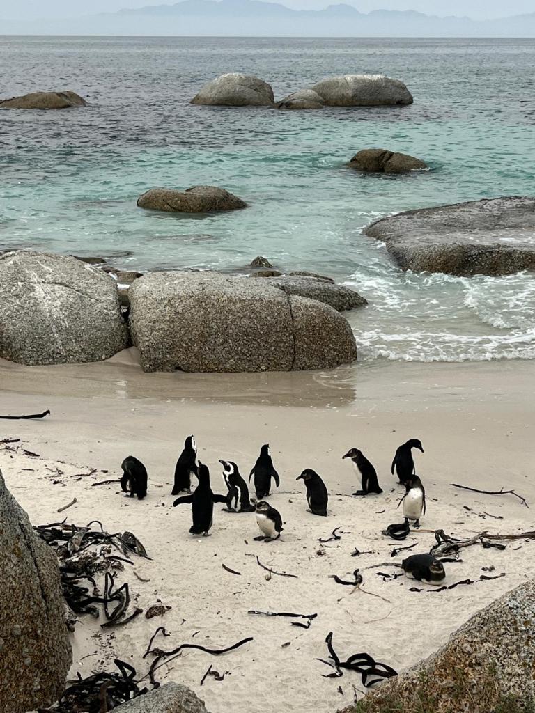 A group of penguins standing on a sandy beach, surrounded by rocky formations and ocean waves.