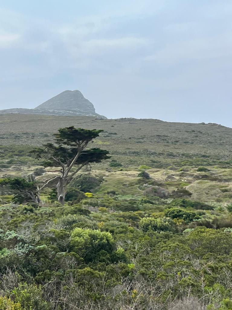 A scenic view of a landscape featuring a single tree in the foreground and a distant mountain peak under a cloudy sky.